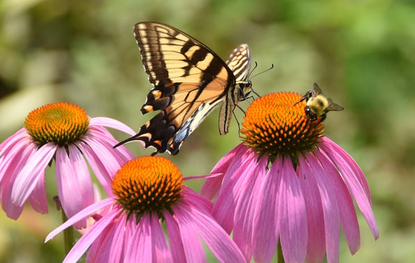 A colorful garden with bees and butterflies hovering over blooming flowers.